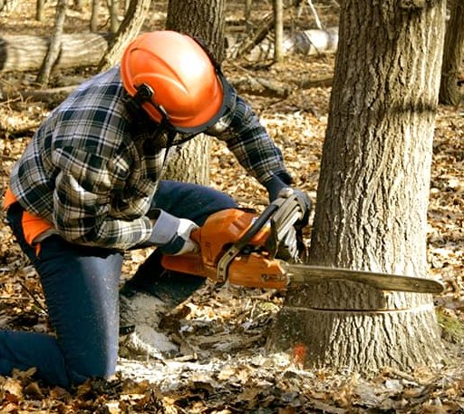 Tree Removal in Luthersburg, PA